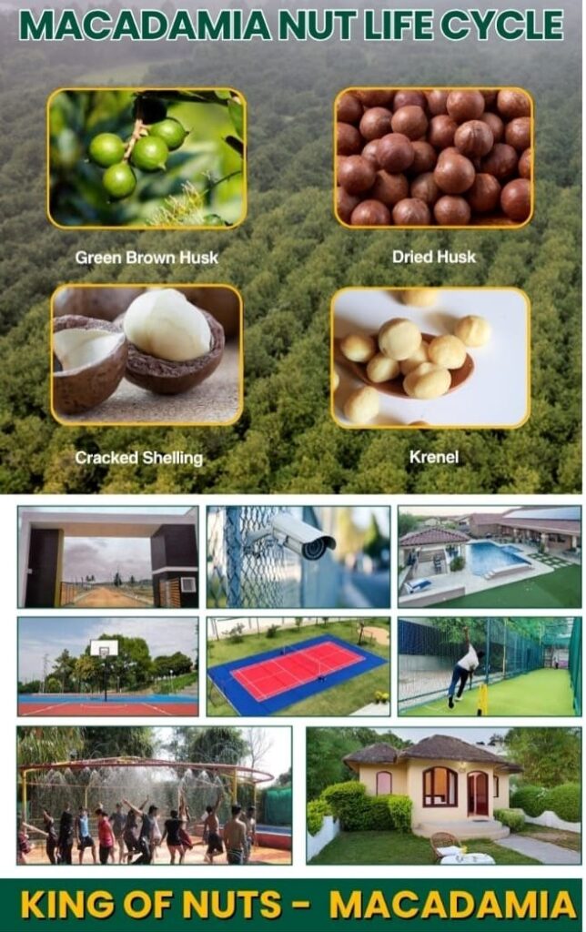 Macadamia Farms